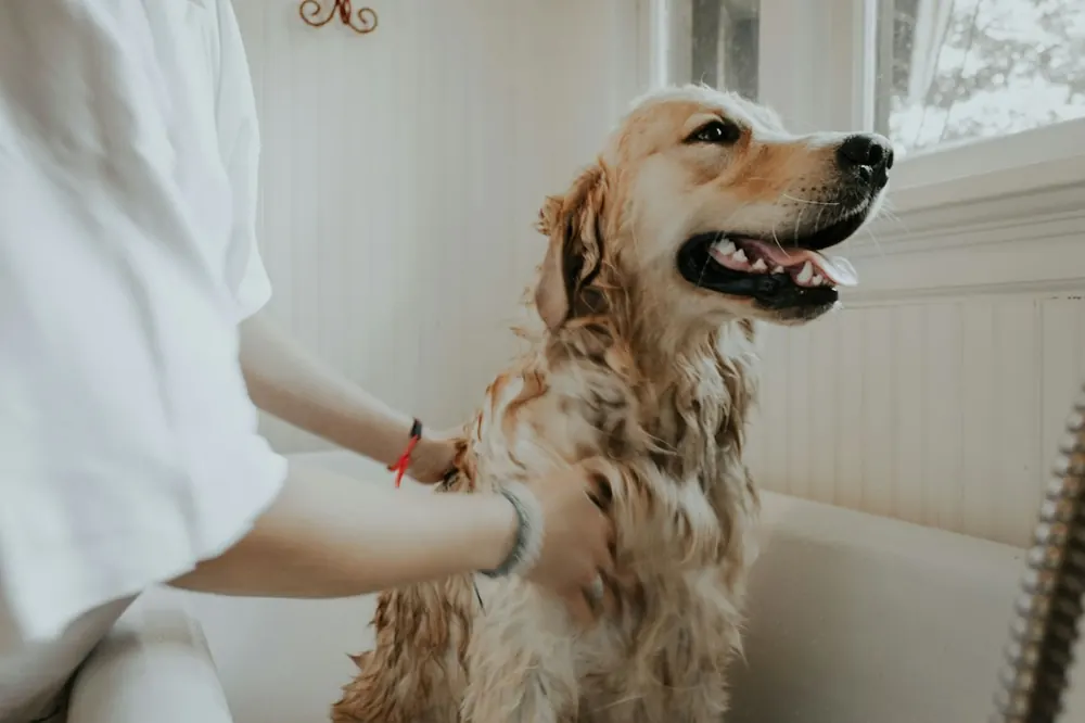 Persona acariciando a un perro