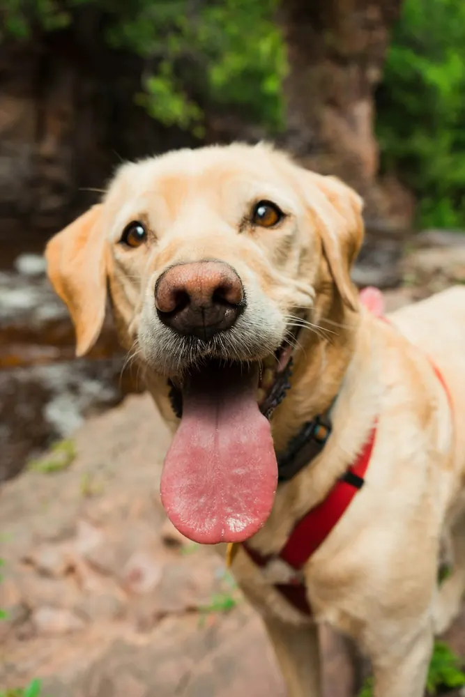 Perro golden retriever sonriendo