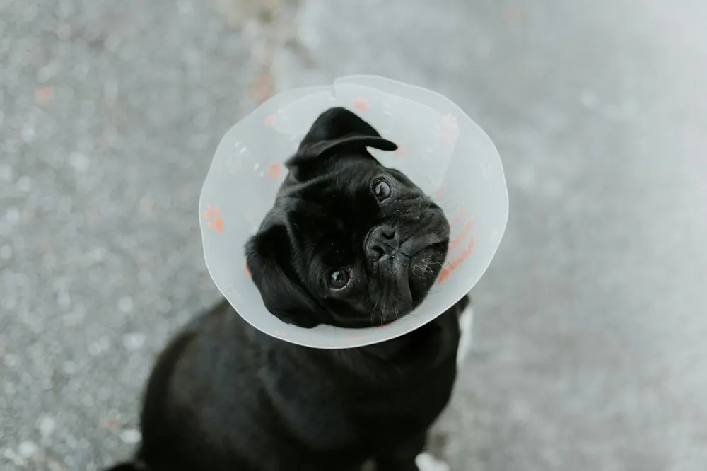 Pug con collar isabelino en recuperación