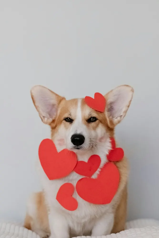 Corgi con corazones