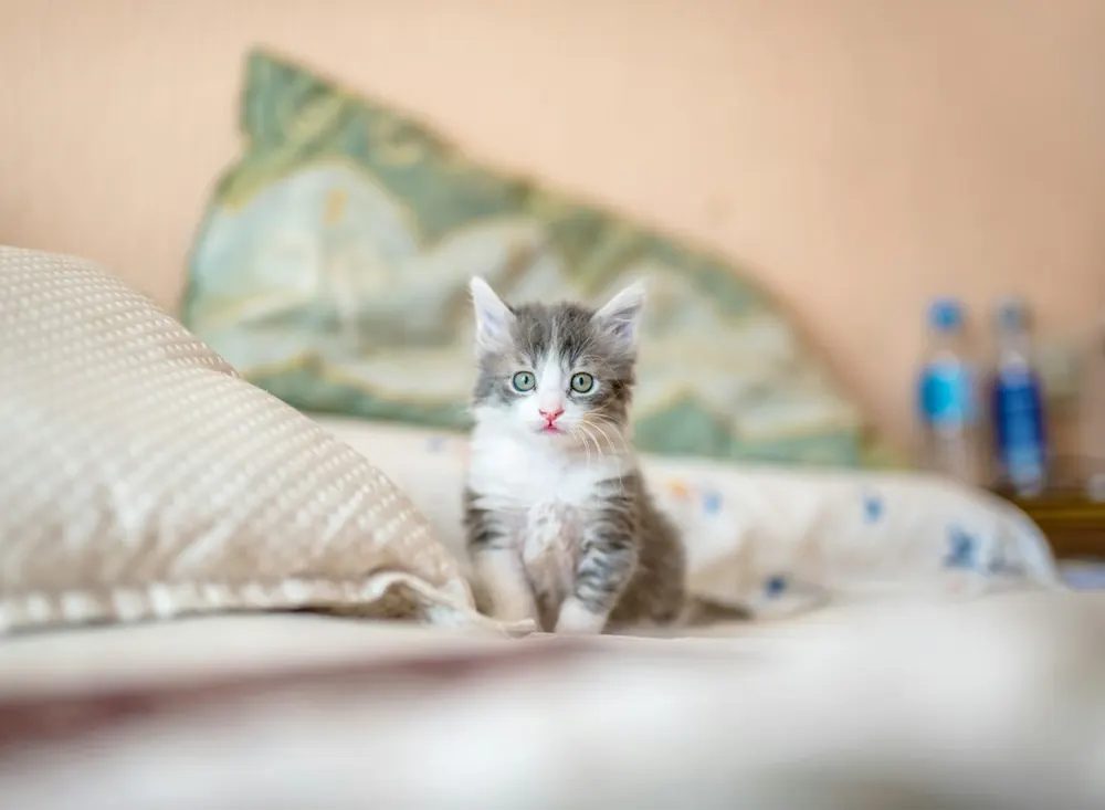 Gatito sobre una cama