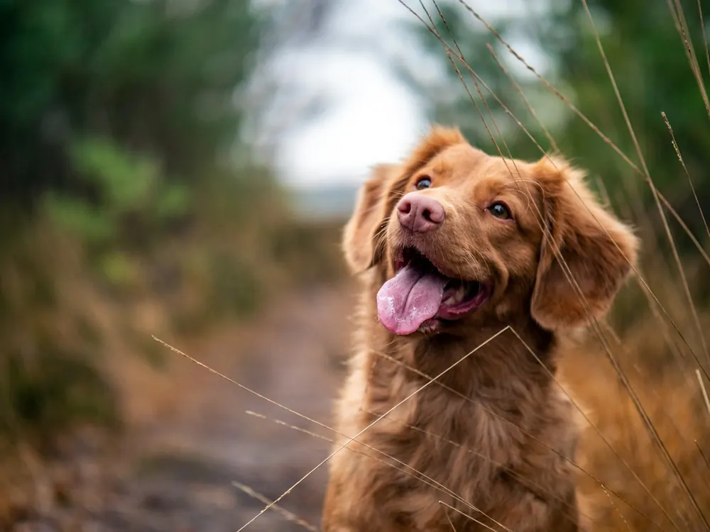 Perro feliz en el campo