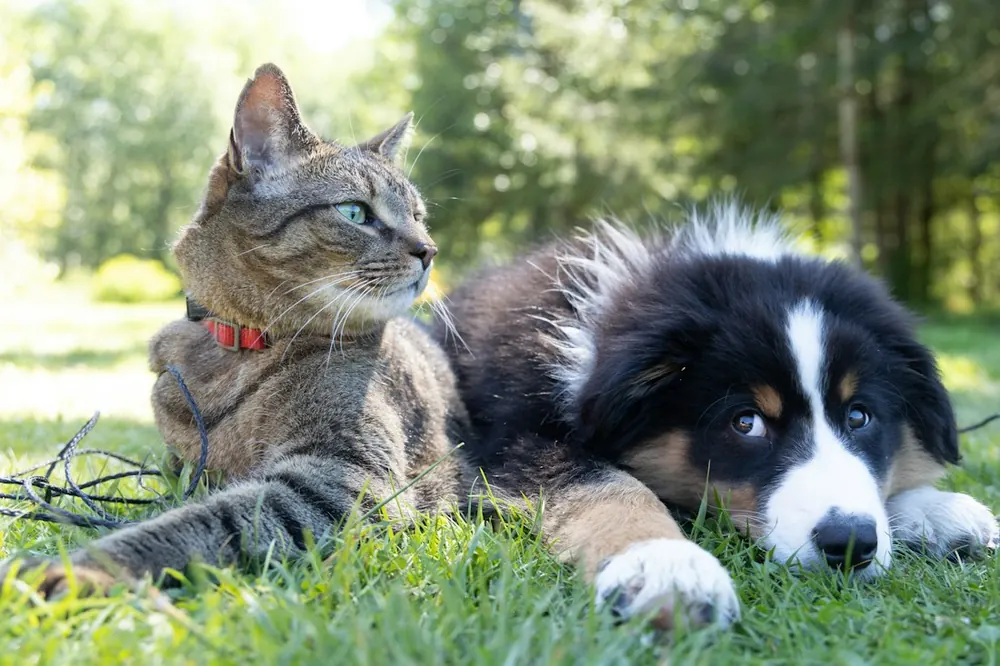 Un gato y un perro descansando juntos en el pasto