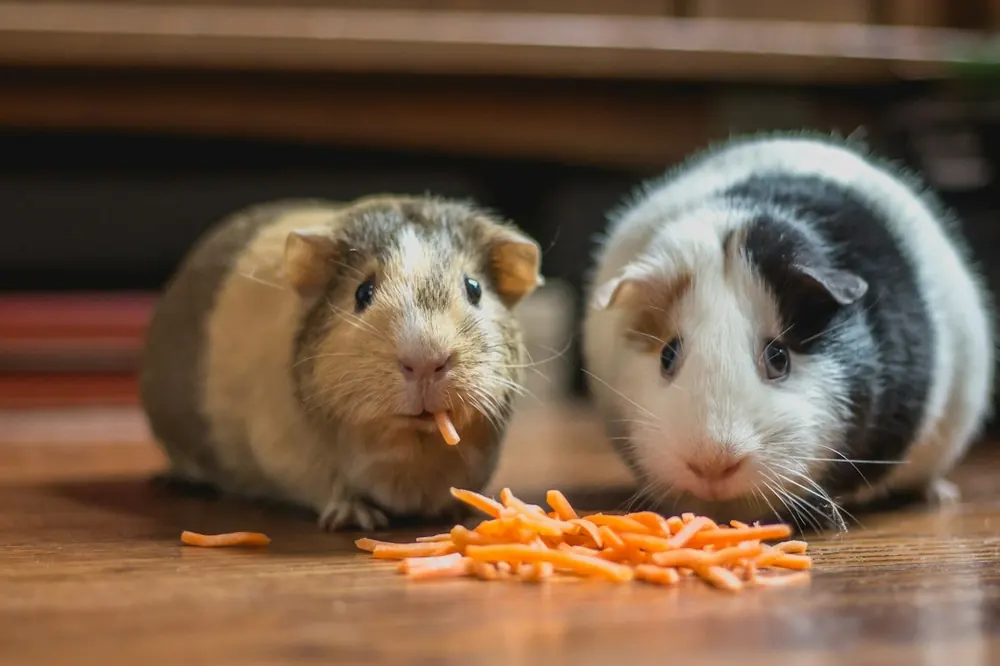 Dos cuyos comiendo zanahoria