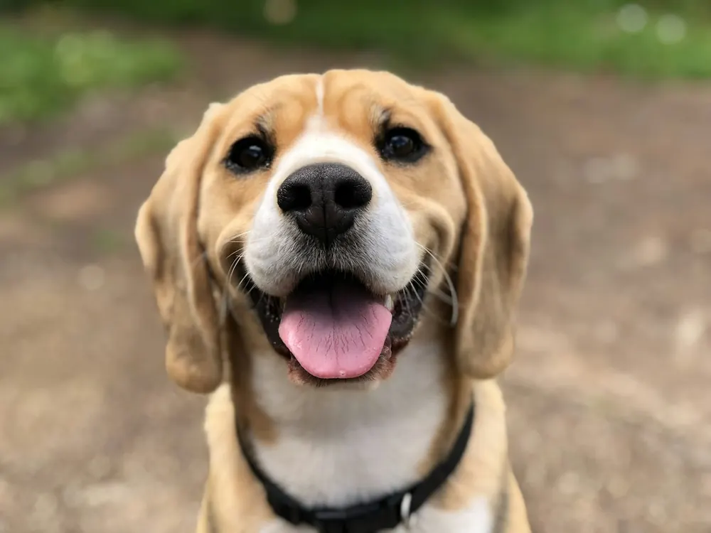 Beagle sonriente