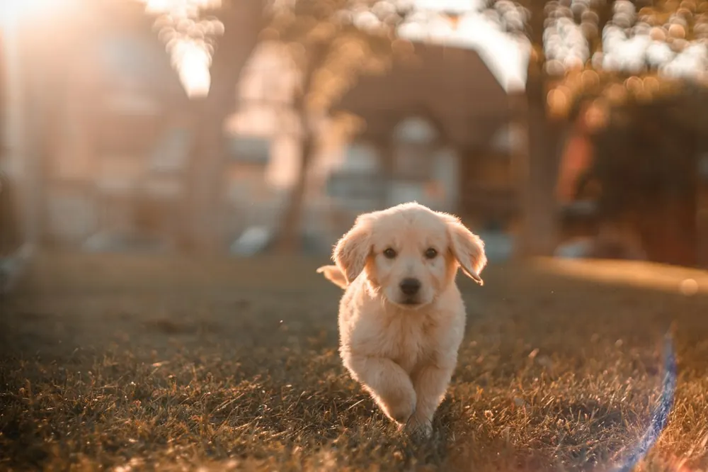 Cachorro caminando al atardecer