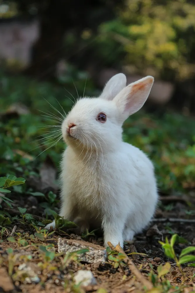 Conejo blanco