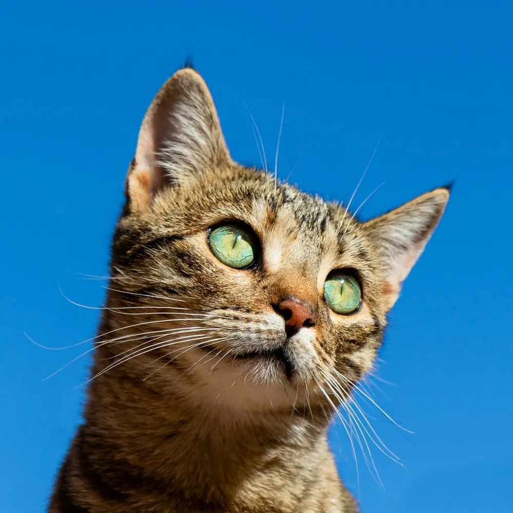 Primer plano de los ojos de un gato